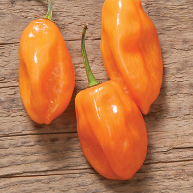 Habanero