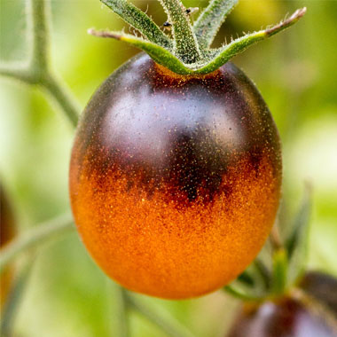 indigo kumquat